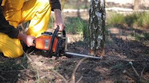 Tree and Shrub Care in Ketchum, ID